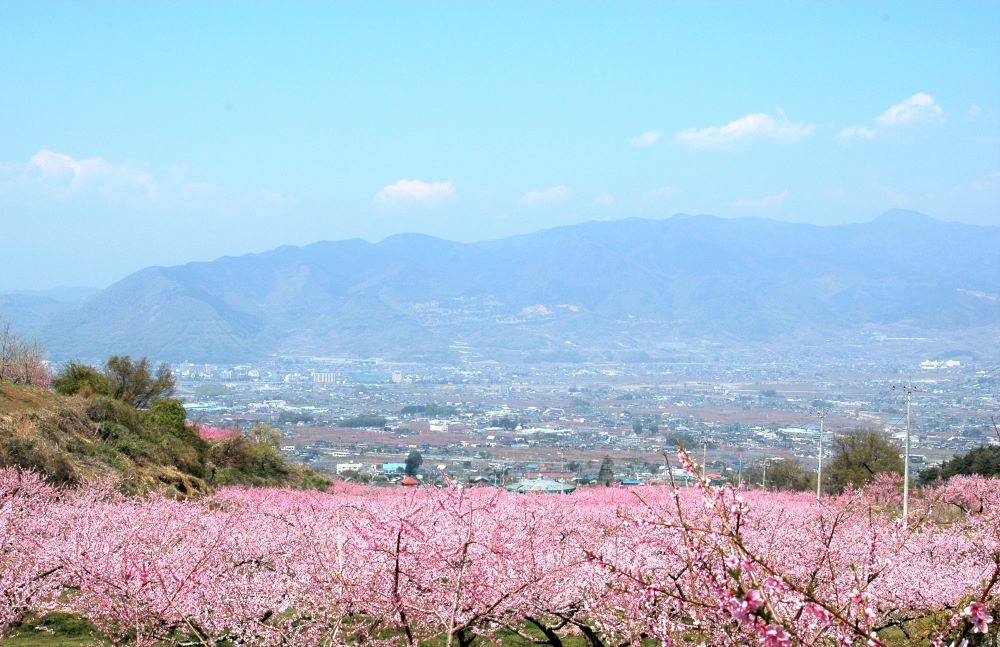 笛吹市桃源郷春まつり 笛吹市は花ざかり 2月16日更新 山梨県石和温泉郷 公式 ホテル八田ホームページ